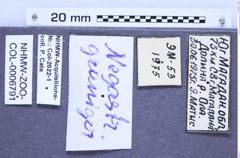 Etiketten zu Negastrius graniger (Tsherepanov, 1956) (NHMW-ZOO-COL-0006791)